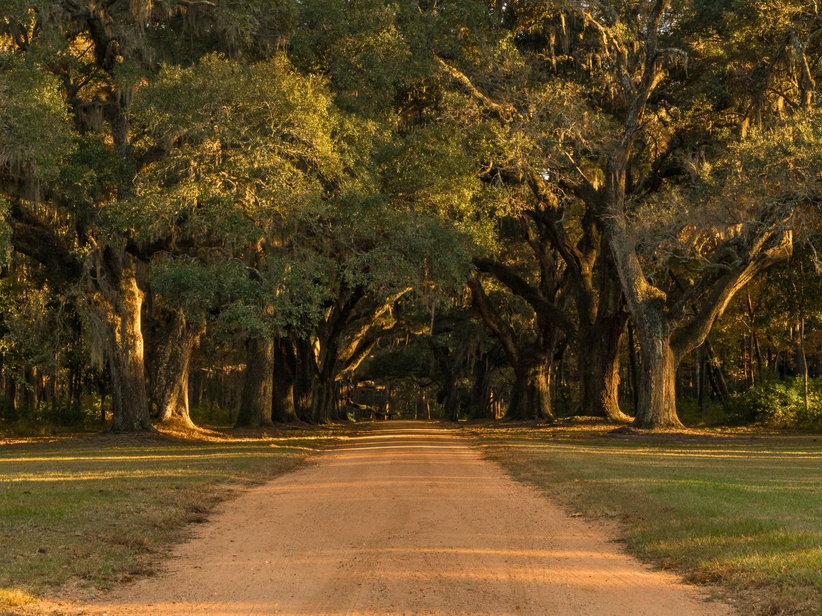 dirt road with large oak trees spread over the road