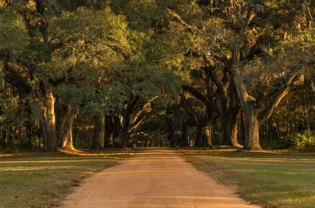 dirt country road with large oak trees branching over it