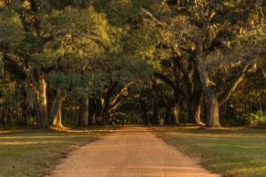 dirt country road with large oak trees branching over it