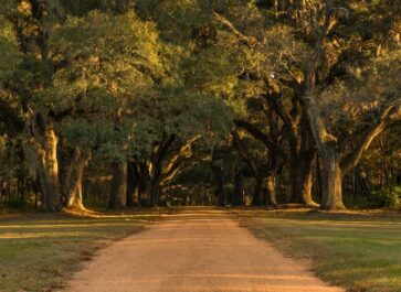 dirt country road with large oak trees branching over it