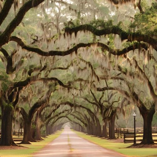 a dirt country road with large moss covered oak trees lining each side of the road overhaning to the middle of the road