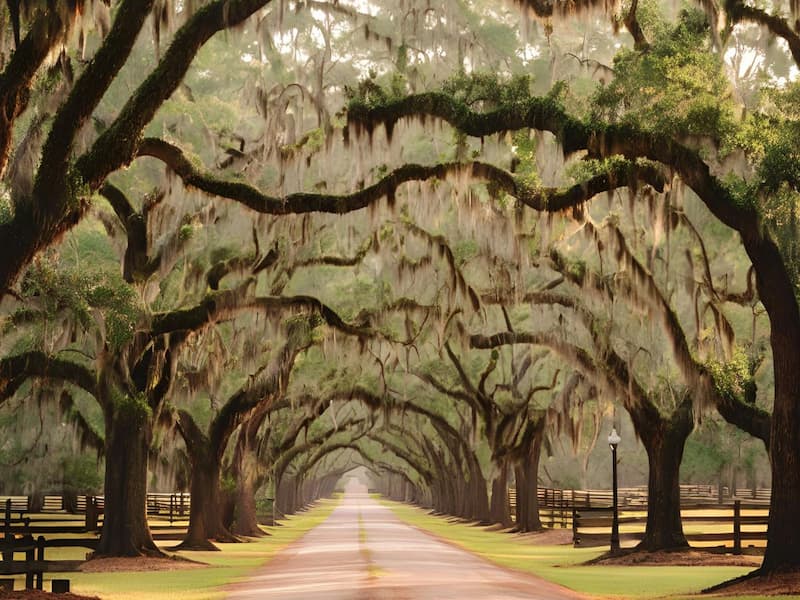 a dirt country road with large moss covered oak trees lining each side of the road overhaning to the middle of the road
