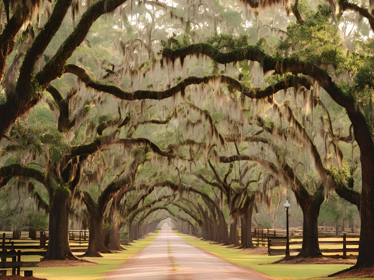 a dirt country road with large moss covered oak trees lining each side of the road overhaning to the middle of the road