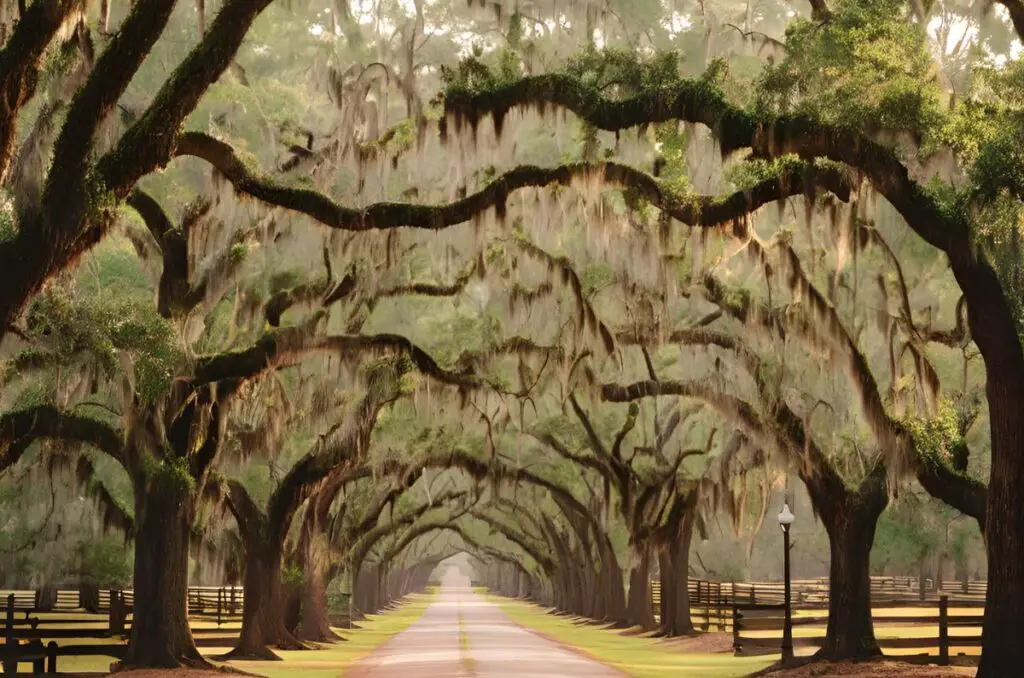 a dirt road with oak trees covered with moss lining the road on each side and hanging over the road