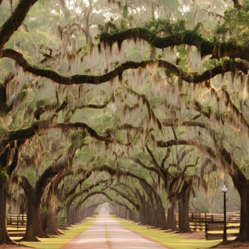 a dirt road with oak trees covered with moss lining the road on each side and hanging over the road