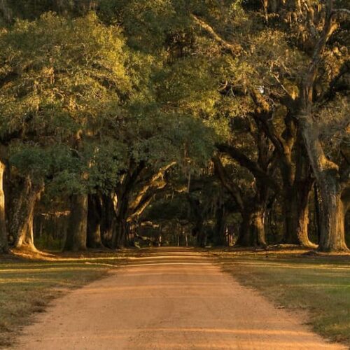 dirt country road with large oak trees branching over it