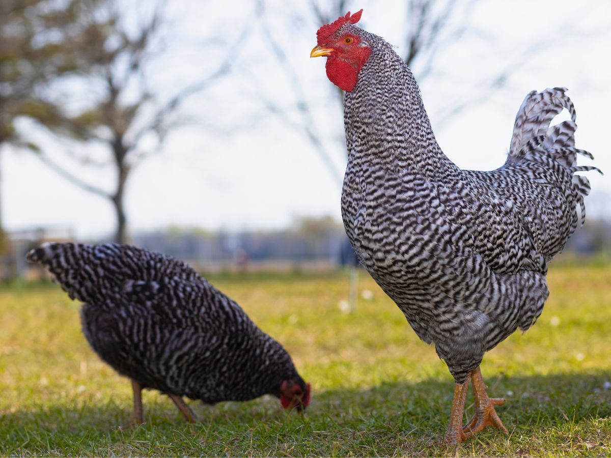 dominique chickens a hen and a rooster standing in a field