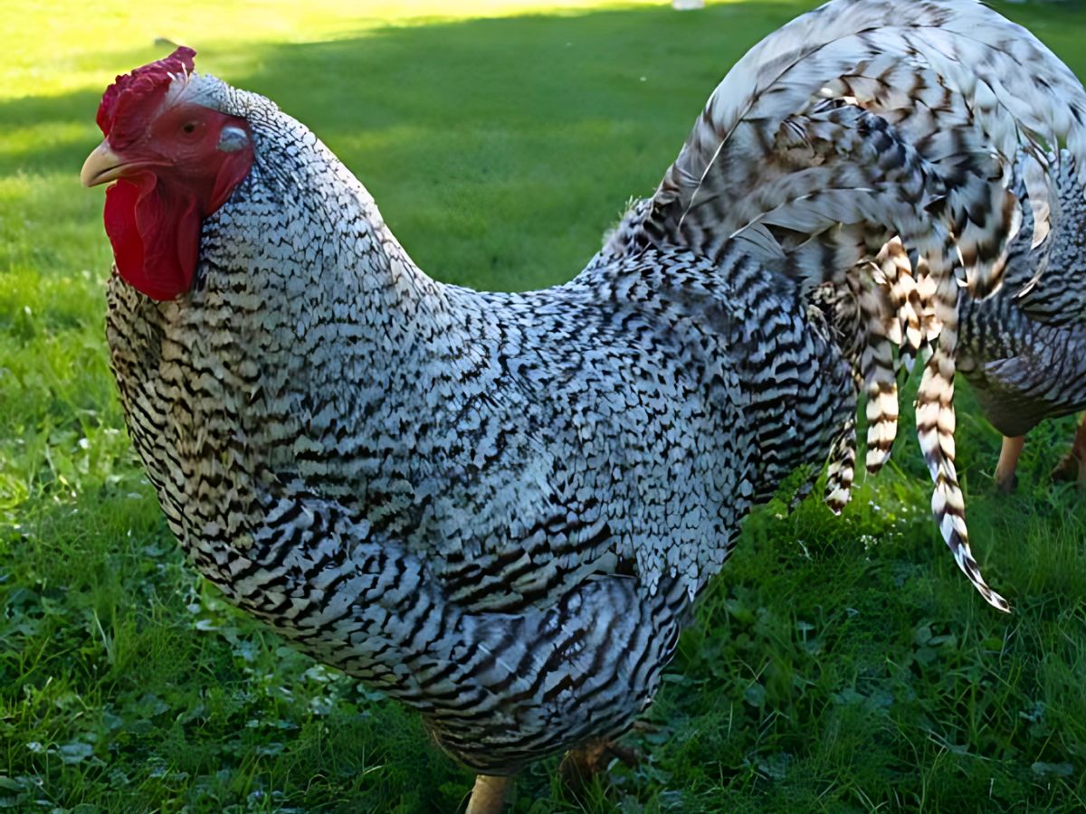 a dominique rooster