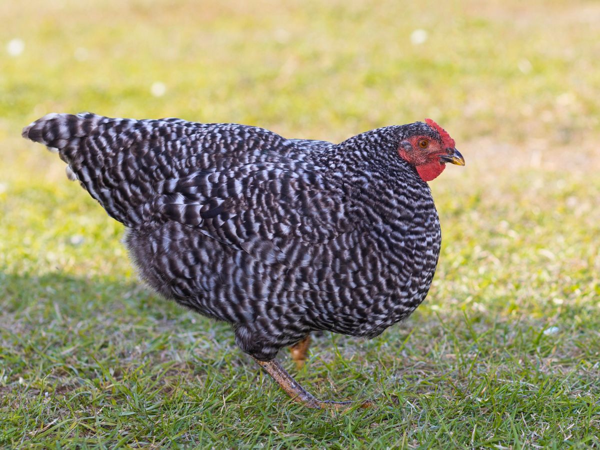 a dominique hen 