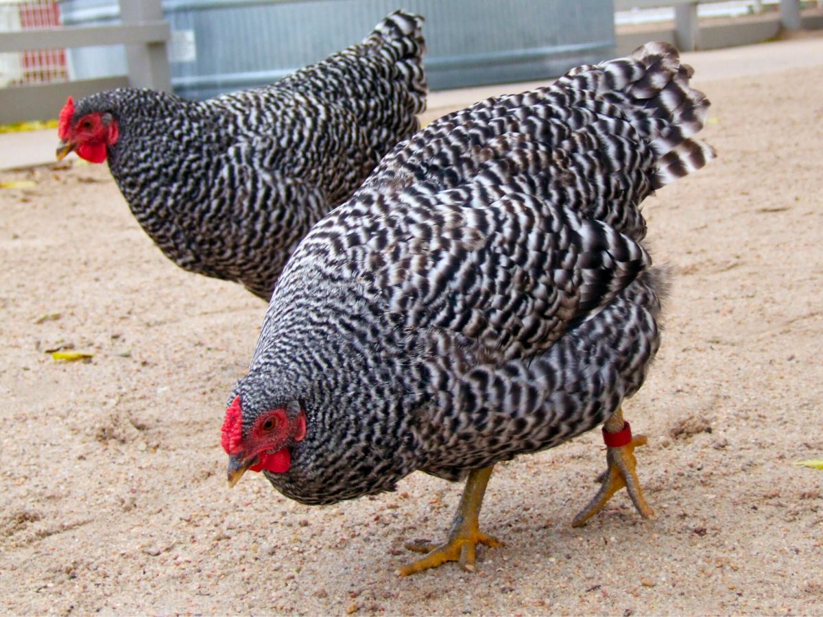 dominique chickens free ranging