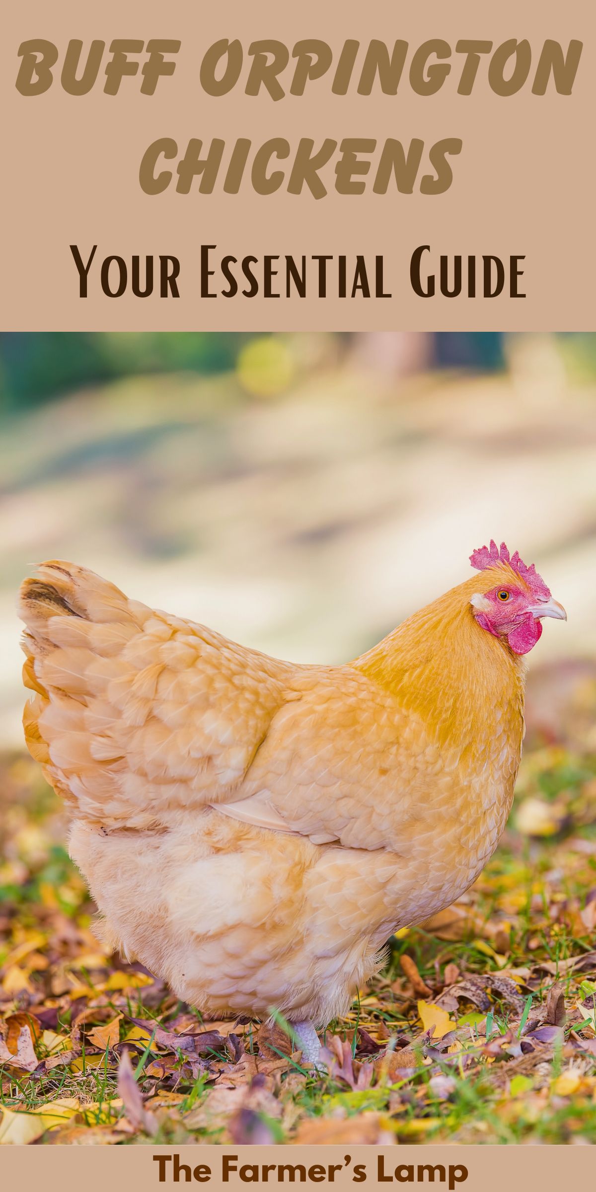 a buff orpington hen standing in grass with leaves around her and words written that read buff orpington chickens your essential guide the farmers lamp