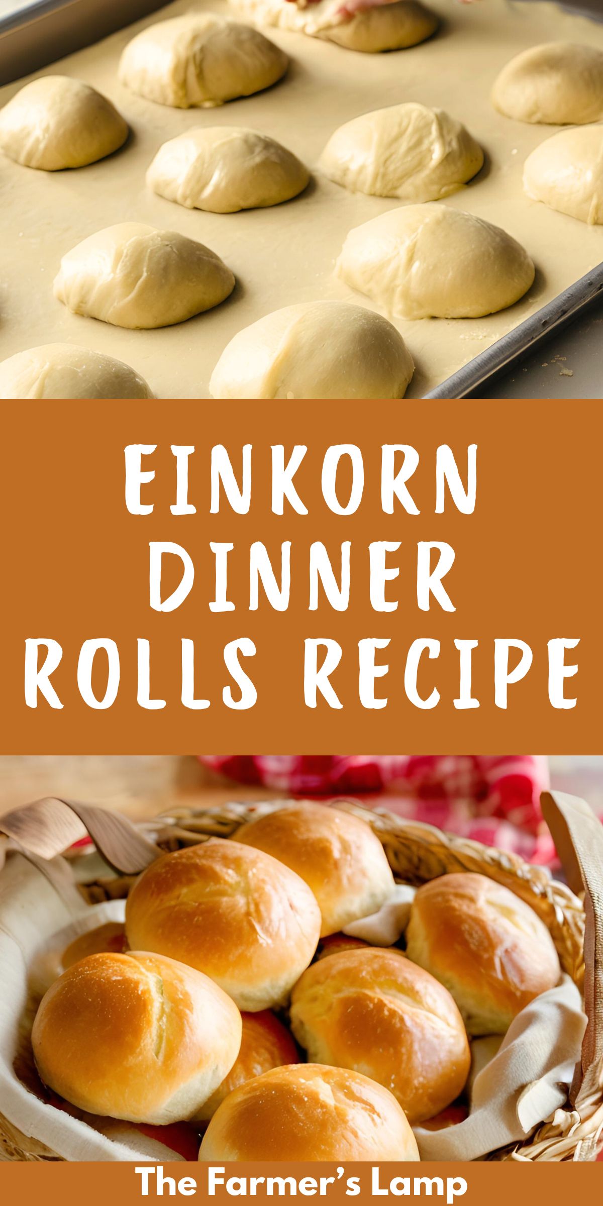 einkorn dinner rolls rising on a baking sheet and one of baked einkorn rollsin a wicker basket with words written that read einkorn dinner rolls recipe the farmers lamp