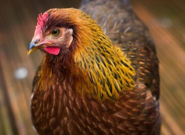 Young Welsummer Chicken