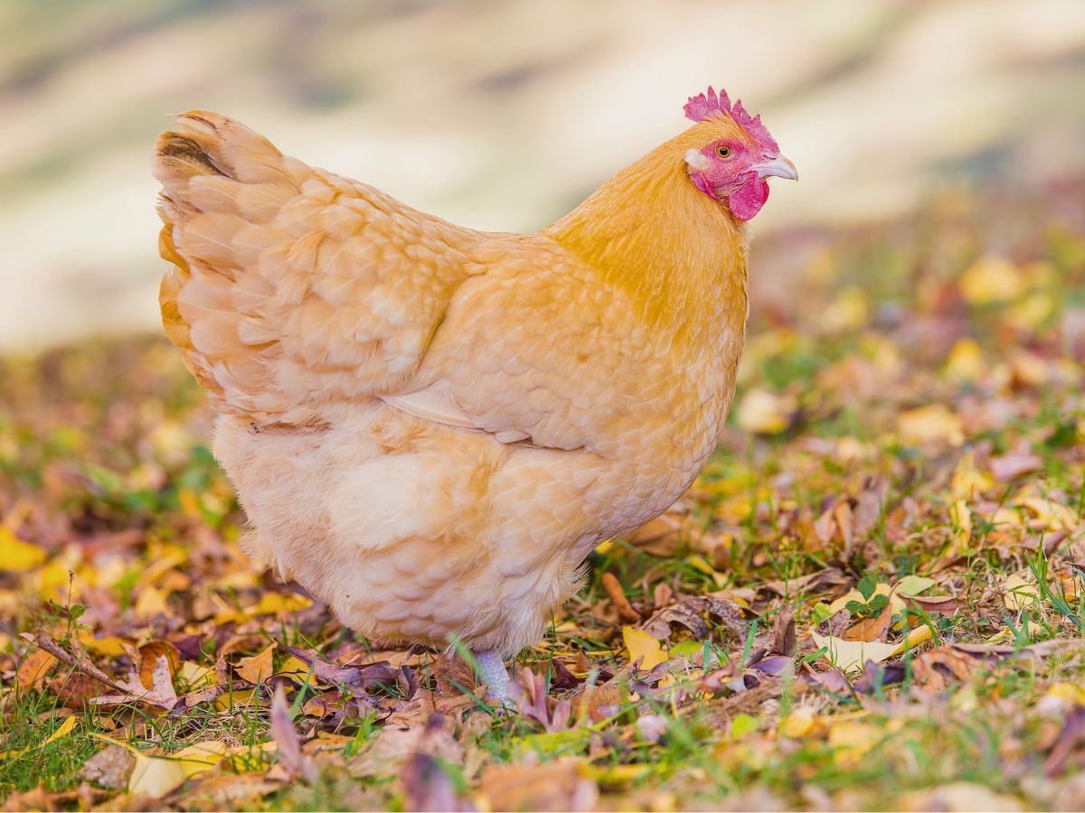 a buff orpington hen in a field of grass covered with leaves