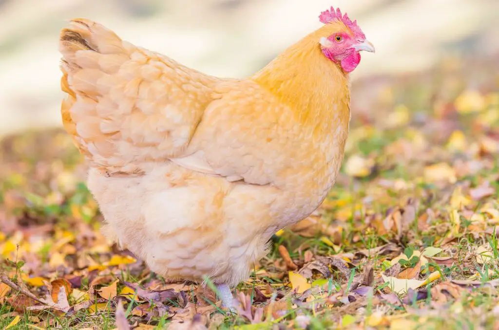 buff orpington hen standing in grass with leaves on the ground around her