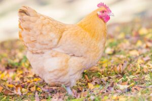 buff orpington hen standing in grass with leaves on the ground around her