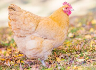 buff orpington hen standing in grass with leaves on the ground around her