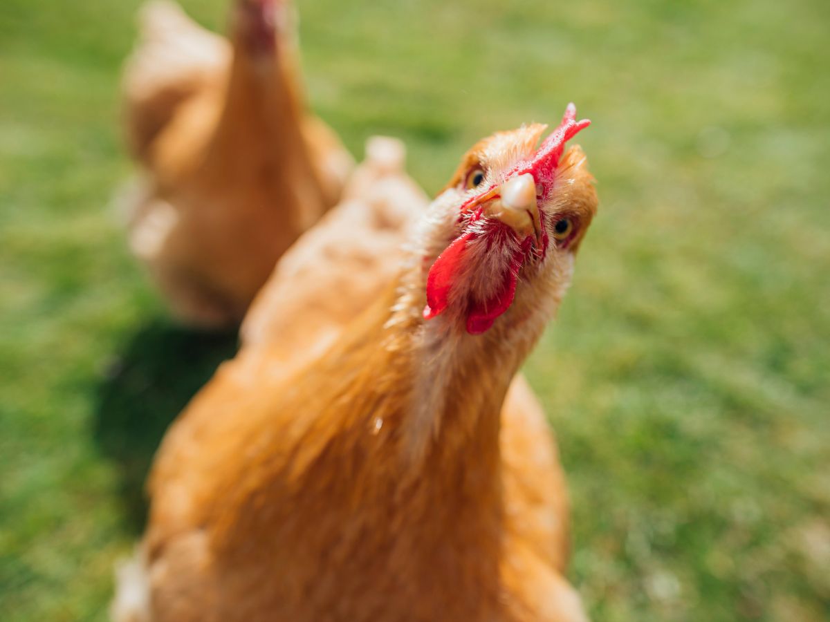 buff orpington chickens looking at the camera