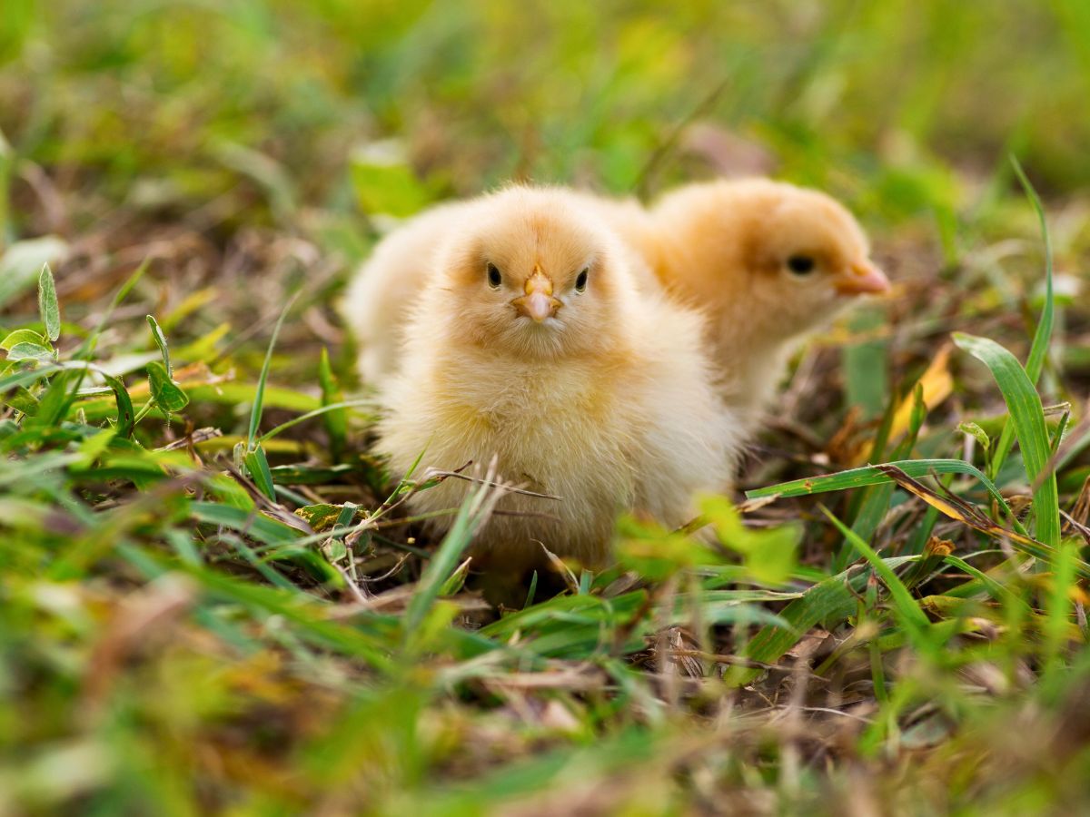 buff oprington chicks sitting in grass one is looking at the camera