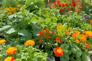 vegetable garden with red yellow and orange flowers in it with some garden pests on the leaves