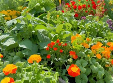 vegetable garden with red yellow and orange flowers in it with some garden pests on the leaves