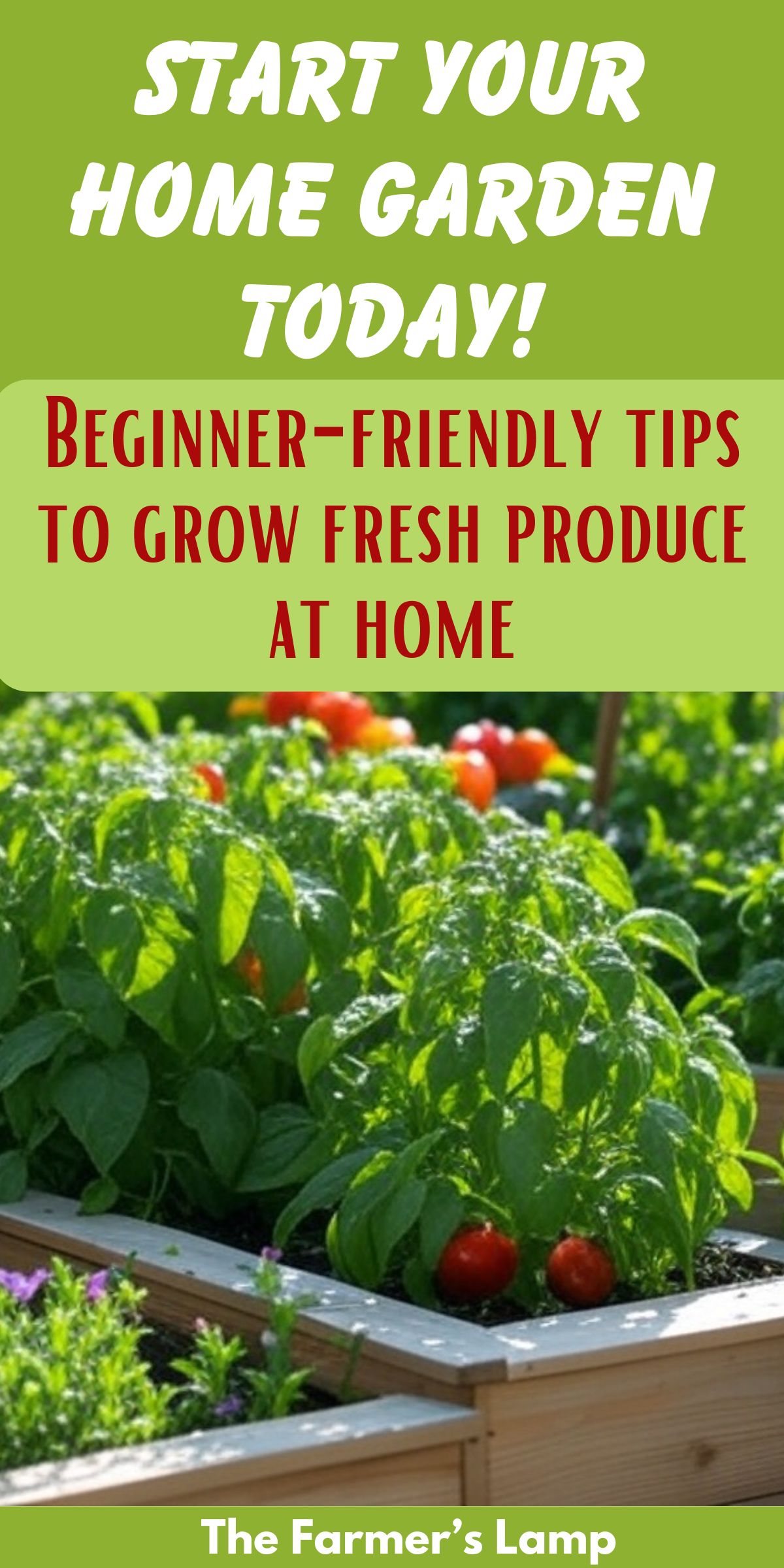 a picture of bell peppers and tomatoes growing in a garden with words written that read start your home garden today beginner friendly tips to grow fresh produce at home the farmers lamp