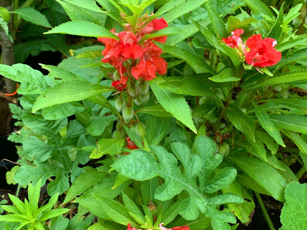 peppermint balsam growing in watermelon patch as part of a home garden for beginners guide