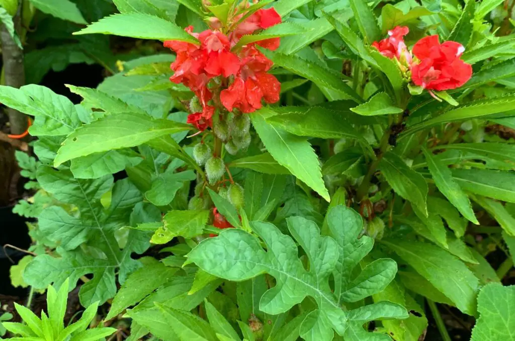 peppermint balsam growing in a watermelon patch