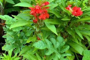 peppermint balsam growing in a watermelon patch