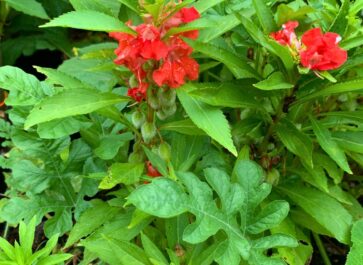 peppermint balsam growing in a watermelon patch