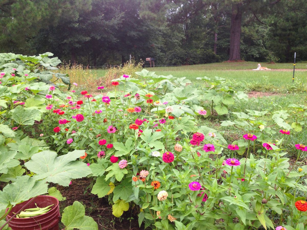 zinnas growing in an okra patch s part of a home garden for beginners