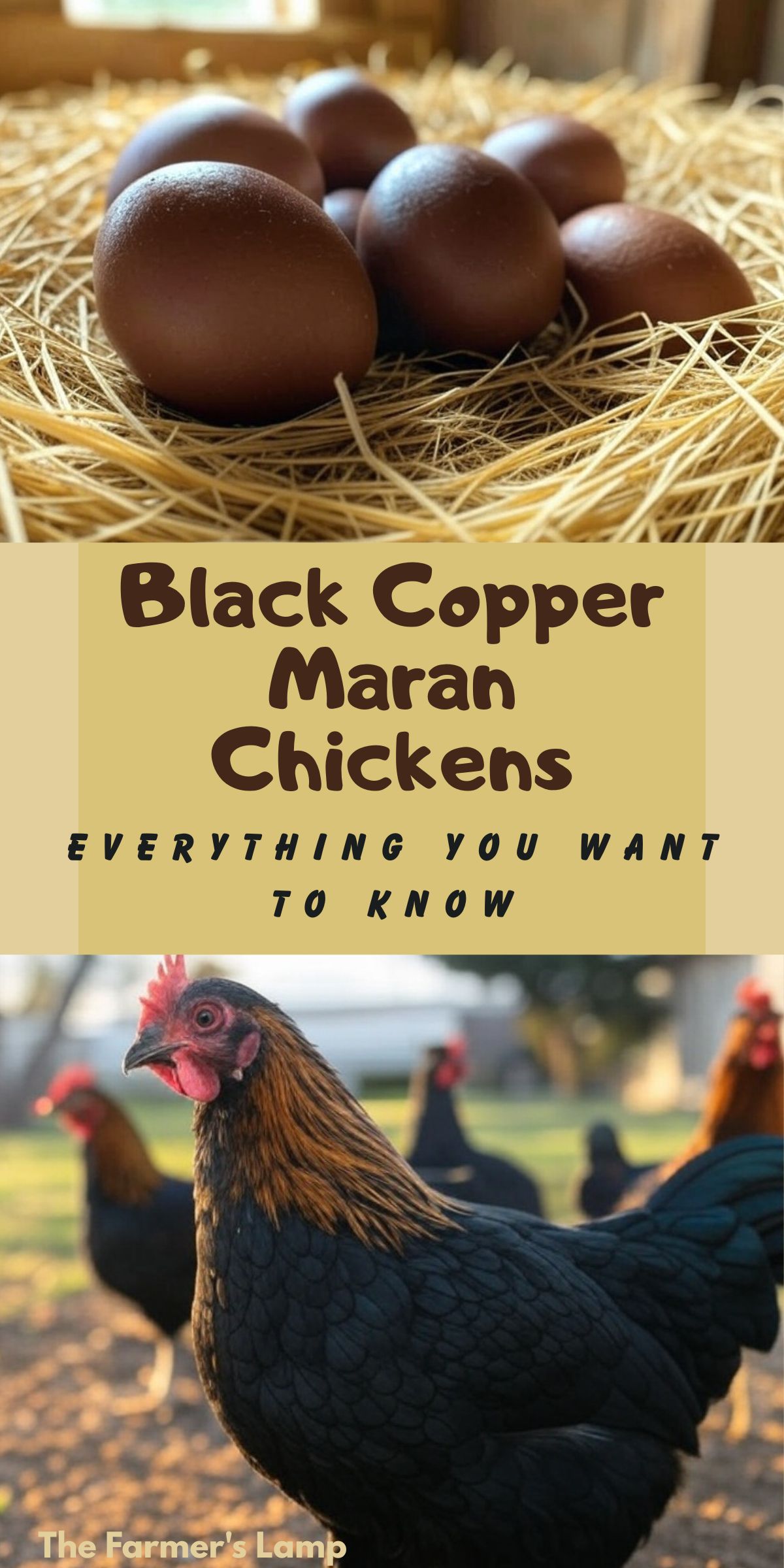 black copper maran eggs in a nest and a black copper maran hen with words written that read black copper maran chickens everything you want to know