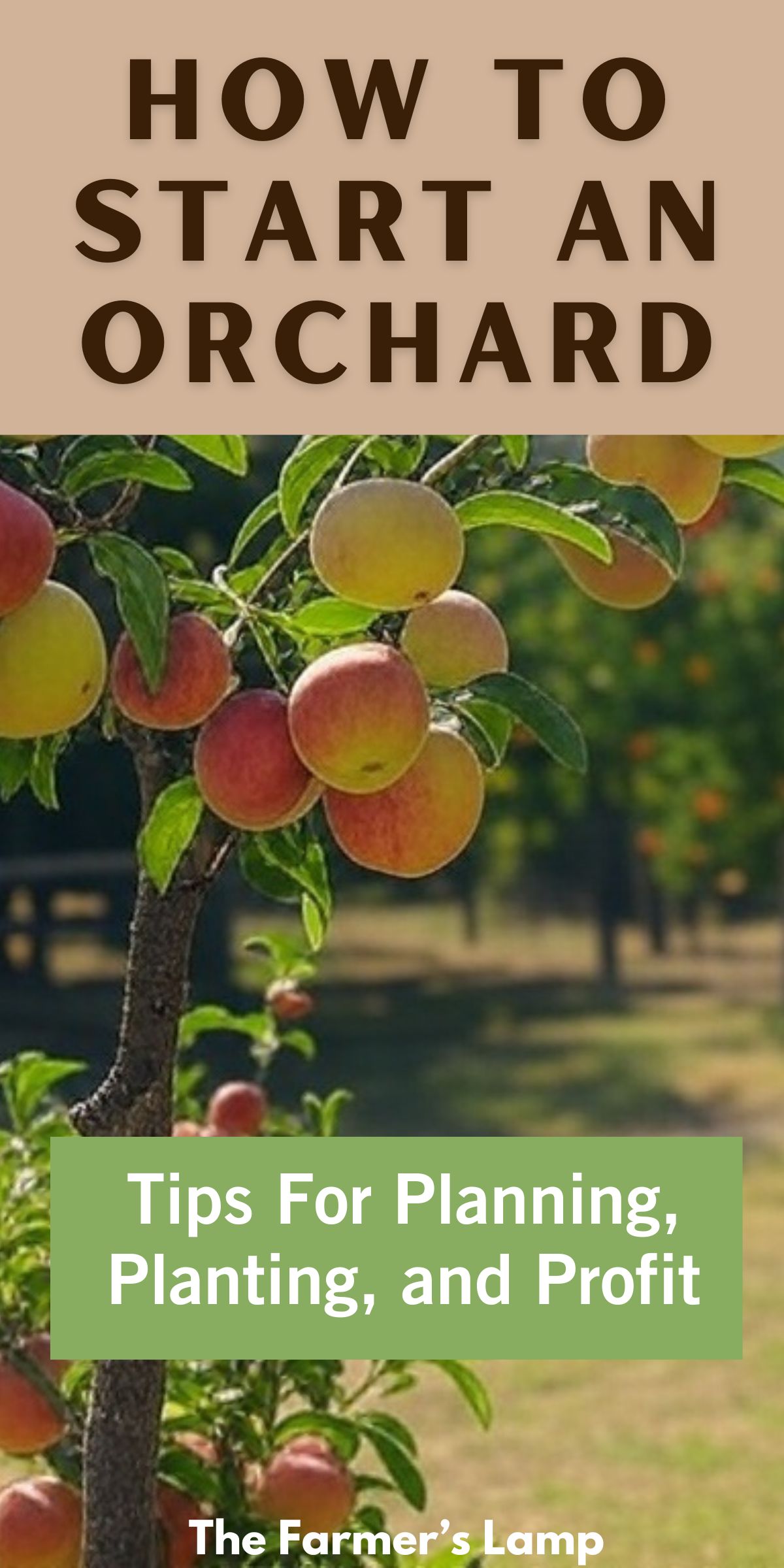 an apple tree bearing gala apples with words written that read how to start an orchard tips for planning planting and profit the farmers lamp