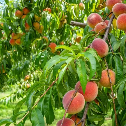 Peaches on a fruit tree