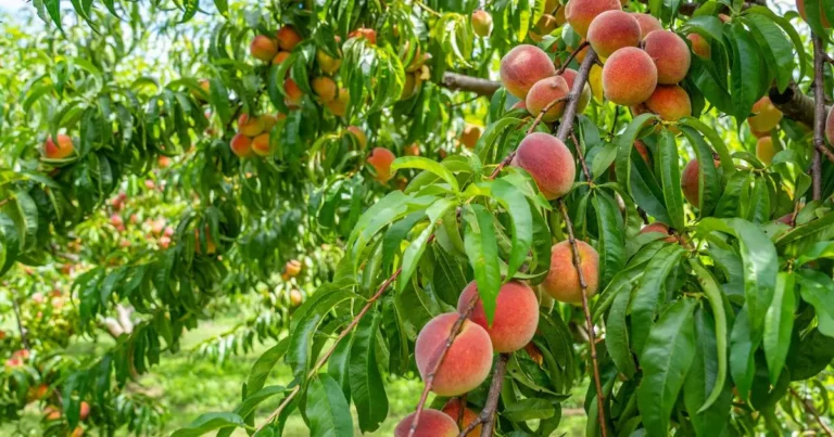 Peaches on a fruit tree