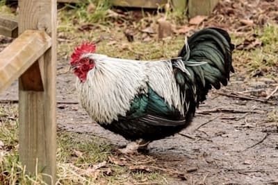 Dorking Chicken Rooster