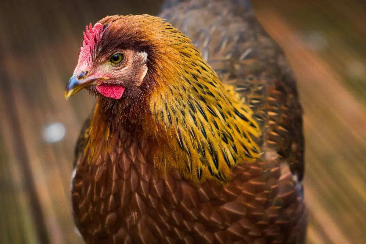 Young Welsummer Chicken