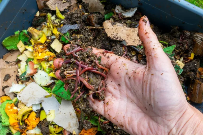 Wormeries Turning Kitchen Scraps into Gold held by a persons' hand you can see worms in the scraps and dirt.