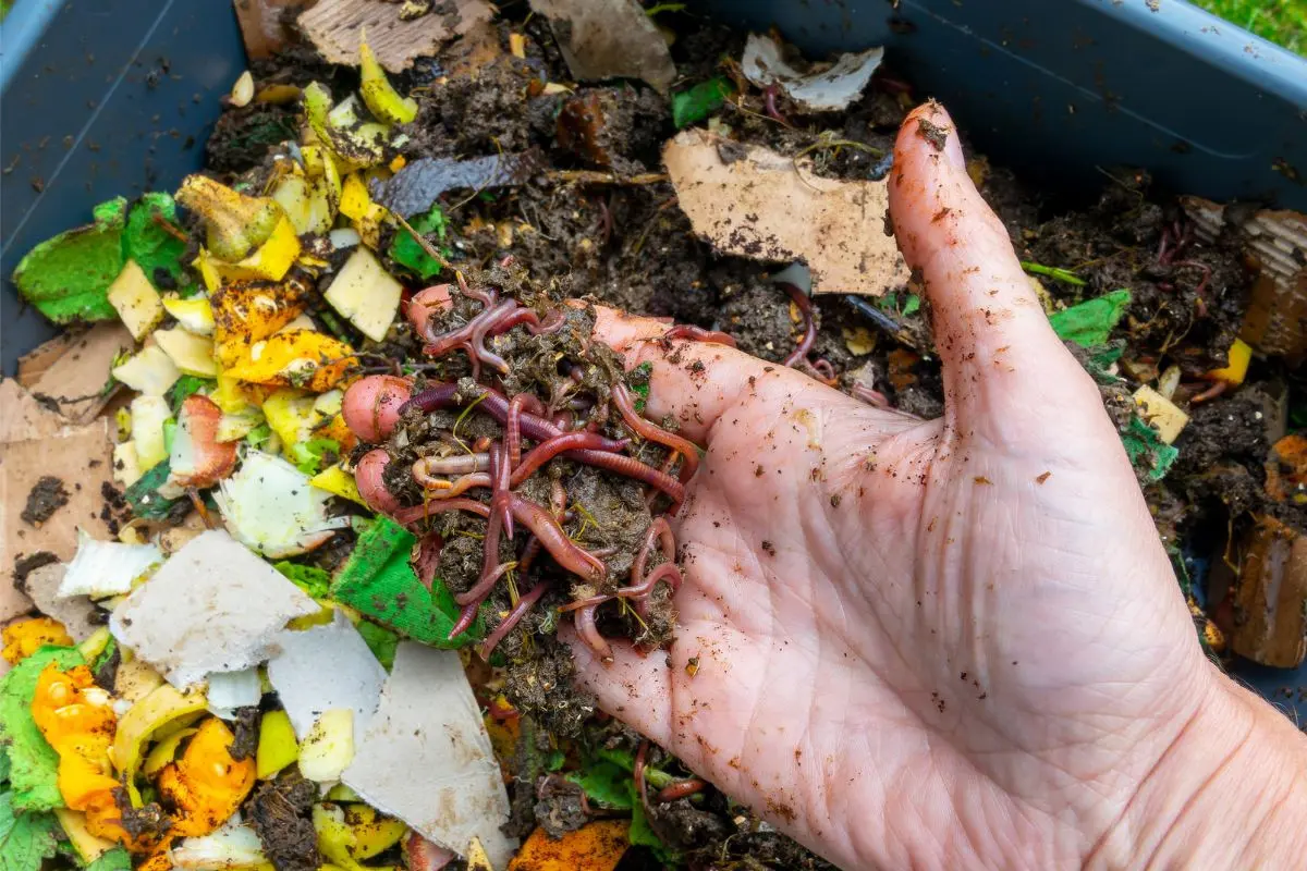 Wormeries Turning Kitchen Scraps into Gold held by a persons' hand you can see worms in the scraps and dirt.