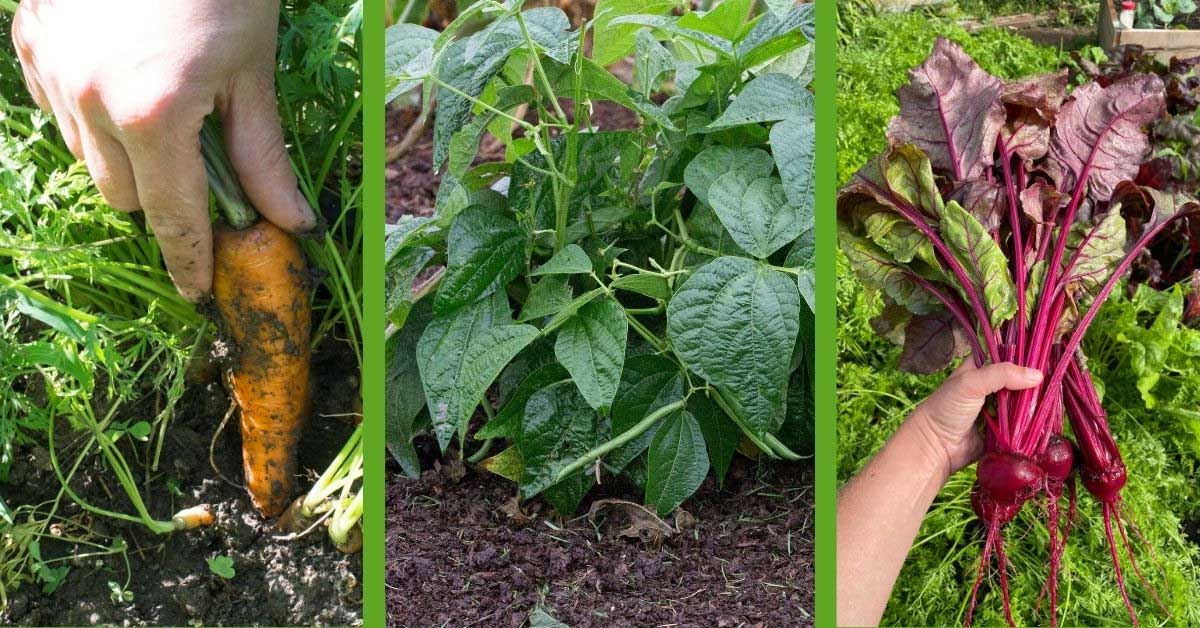 Easy growing vegetables example with carrots, bush beans and beets fresh from the garden.