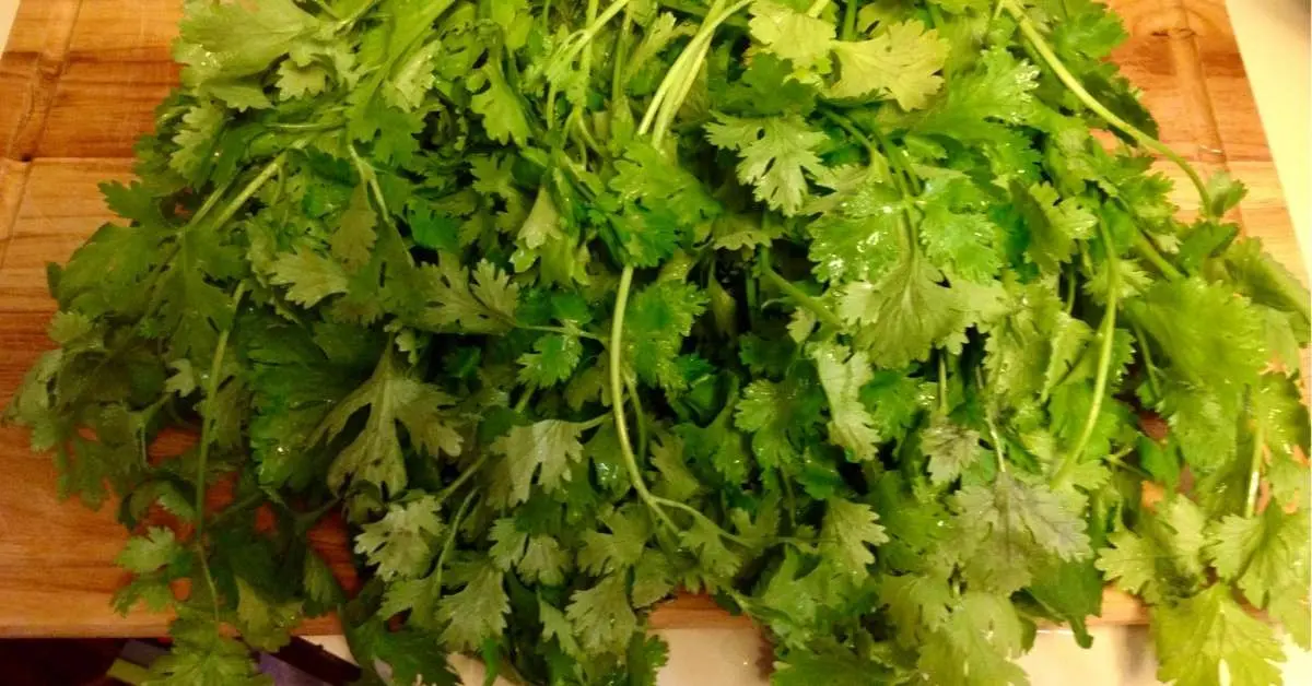 Freezing Herbs - fresh cilantro to prep on wooden cutting board.