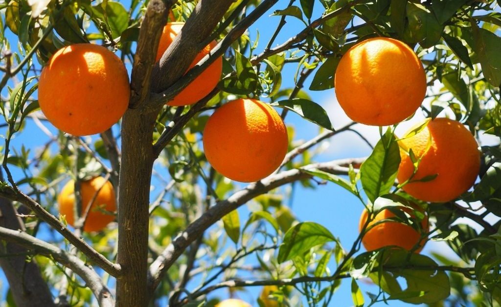 Selling at a Farmers Market extra oranges from our trees.