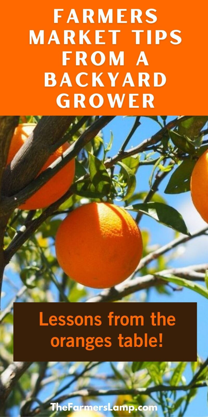 Selling at a Farmers Market Pin with oranges on a tree and the text blocks of "Farmers market tips from a backyard grower" and "Lessons from the orange table!"