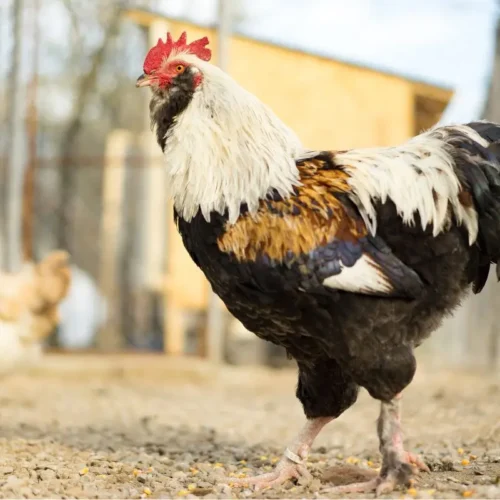 Faverolles Chickens Rooster with Hen in the background.