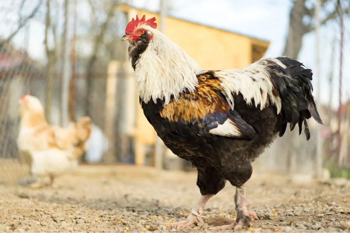 Faverolles Chickens Rooster with Hen in the background.