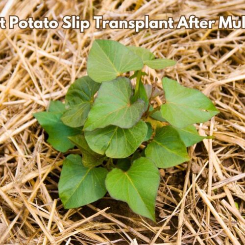Sweet potato slip transplanted into mulch