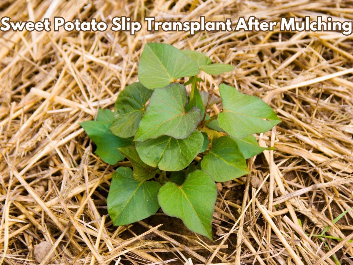 Sweet potato slip transplanted into mulch