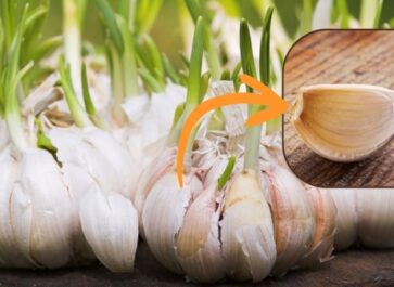 How to Plant a Garlic Clove showing the blunt end of a clove to plant downward