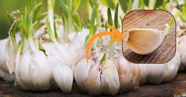 How to Plant a Garlic Clove showing the blunt end of a clove to plant downward