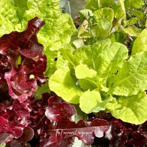 Gardening Foodie harvest of fresh greens from container gardening ready for harvest.